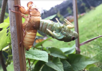 Kế "ve sầu lột xác" và cách chọn "cái kén" của nhiều doanh nghiệp